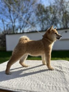 Shiba Inu Slika 1 Shiba Inu Slika 1