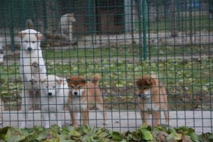 Šiba Inu ( shiba inu ) štenci Slika 10 Šiba Inu ( shiba inu ) štenci Slika 10