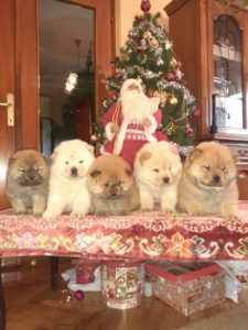 Chow chow cau cau stenad Slika 3 Chow chow cau cau stenad Slika 3