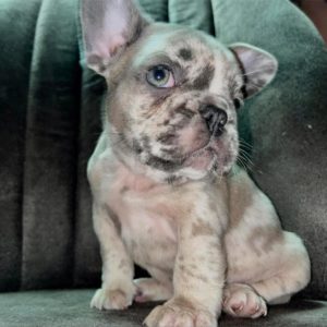 Francuski Buldog štenci Slika 2 Francuski Buldog štenci Slika 2