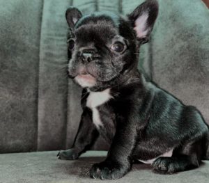 Francuski Buldog štenci Slika 3 Francuski Buldog štenci Slika 3