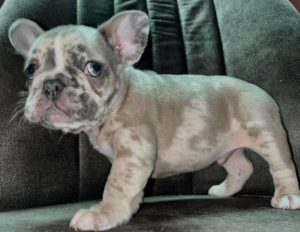 Francuski Buldog štenci Slika 4 Francuski Buldog štenci Slika 4