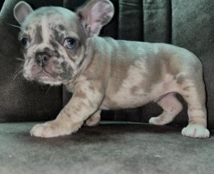 Francuski Buldog štenci Slika 7 Francuski Buldog štenci Slika 7
