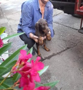 Doberman Slika 4 Doberman Slika 4