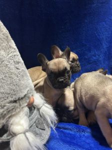 Francuski Buldog štenci Slika 1 Francuski Buldog štenci Slika 1