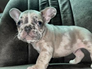 Francuski Buldog štenci Slika 8 Francuski Buldog štenci Slika 8