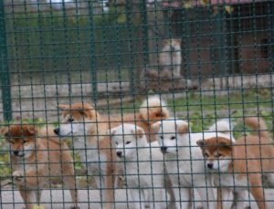 Šiba Inu ( shiba inu ) štenci Slika 9 Šiba Inu ( shiba inu ) štenci Slika 9