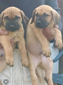 Presa Canario prelepi štenci Slika 2 Presa Canario prelepi štenci Slika 2