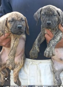 Presa Canario prelepi štenci Slika 3 Presa Canario prelepi štenci Slika 3