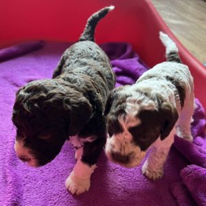 Lagotto Romagnolo štenci Slika 5 Lagotto Romagnolo štenci Slika 5