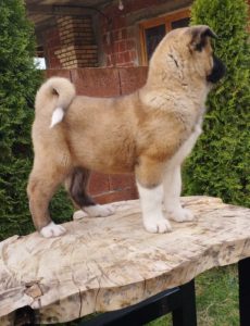 Američka Akita TOP štenci Slika 8 Američka Akita TOP štenci Slika 8