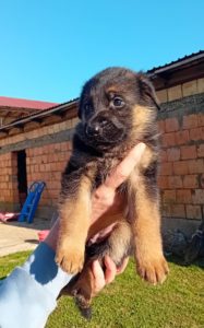 Stenci Nemackog ovcara Slika 6 Stenci Nemackog ovcara Slika 6