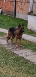 Nemački ovčar štenci Slika 2 Nemački ovčar štenci Slika 2
