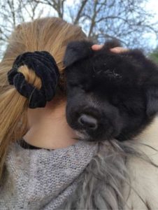 Americka Akita Slika 3 Americka Akita Slika 3