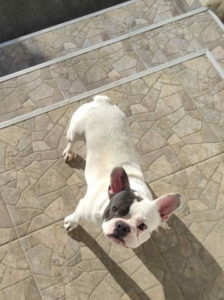 Blue Pied French BULDOG Prelep muzjak Slika 4 Blue Pied French BULDOG Prelep muzjak Slika 4