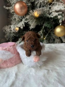 Toy pudla, vrhunski štenci Slika 2 Toy pudla, vrhunski štenci Slika 2