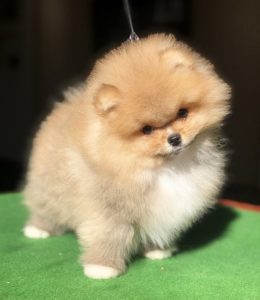 Pomeranci, Pomeranian, Boo štenci Slika 1 Pomeranci, Pomeranian, Boo štenci Slika 1