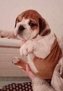 Engleski Buldog Slika 1 Engleski Buldog Slika 1
