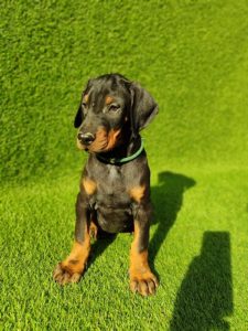 Doberman štenci Slika 2 Doberman štenci Slika 2