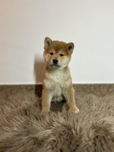 Shiba Inu štenci Slika 2 Shiba Inu štenci Slika 2