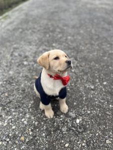 Labrador štenci na prodaju Slika 3 Labrador štenci na prodaju Slika 3