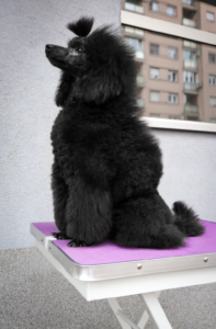 Crna Patuljasta Pudla Slika 5 Crna Patuljasta Pudla Slika 5