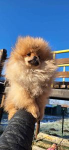 Pomeranac Slika 2 Pomeranac Slika 2