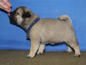 Mops štenci Slika 6 Mops štenci Slika 6