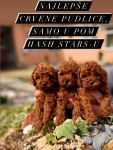 Toy i mini pudle, bebe Slika 6 Toy i mini pudle, bebe Slika 6
