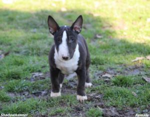 Mini bull terijer prelepi štenci Slika 4 Mini bull terijer prelepi štenci Slika 4
