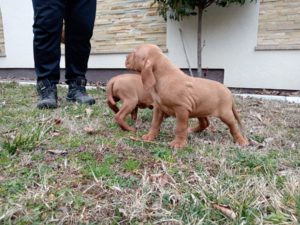 Mađarska vižla štenci Slika 3 Mađarska vižla štenci Slika 3