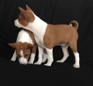 Basenji štenci Slika 1 Basenji štenci Slika 1