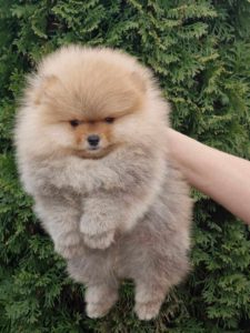 Pomeranac muško štene Slika 1 Pomeranac muško štene Slika 1