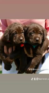 Labrador retriever štenci Slika 1 Labrador retriever štenci Slika 1