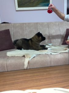 Američka Akita Slika 5 Američka Akita Slika 5