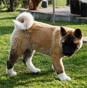 Američka Akita ženski štenci Slika 3 Američka Akita ženski štenci Slika 3