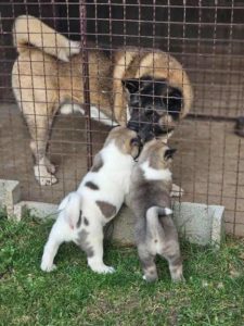 Američka Akita, TOP štenci Slika 8 Američka Akita, TOP štenci Slika 8