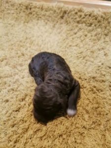 Lagotto Romagnolo, rezervacija štenaca Slika 3 Lagotto Romagnolo, rezervacija štenaca Slika 3
