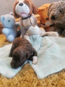 Lagotto Romagnolo, rezervacija štenaca Slika 5 Lagotto Romagnolo, rezervacija štenaca Slika 5