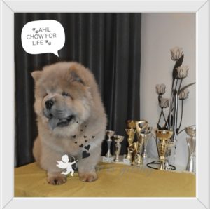 Chow Chow štenci Slika 6 Chow Chow štenci Slika 6