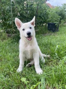Beli švajcarski ovčar štenci Slika 3 Beli švajcarski ovčar štenci Slika 3