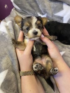 Mini Morki štenci Slika 3 Mini Morki štenci Slika 3