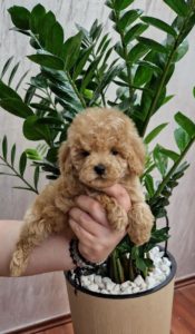 Toy pudla Slika 1 Toy pudla Slika 1