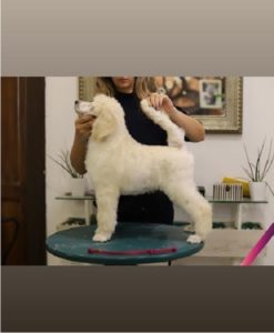 Štenci velike KRALJEVSKE POODLE Slika 2 Štenci velike KRALJEVSKE POODLE Slika 2
