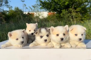 Pomsky- pomski, izrazito patuljasti i mini Slika 3 Pomsky- pomski, izrazito patuljasti i mini Slika 3