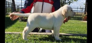 Labrador stenci Slika 6 Labrador stenci Slika 6
