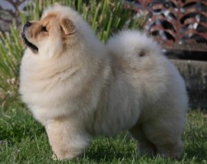 Chow Chow Cau Cau Čau Čau Slika 5 Chow Chow Cau Cau Čau Čau Slika 5