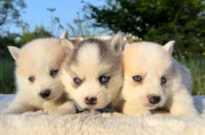 Pomsky- pomski, izrazito patuljasti i mini Slika 6 Pomsky- pomski, izrazito patuljasti i mini Slika 6