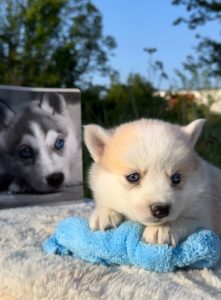 Pomsky- pomski, izrazito patuljasti i mini Slika 7 Pomsky- pomski, izrazito patuljasti i mini Slika 7