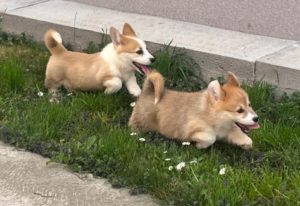 Welsh Corgi Pembroke prelepi stenci Slika 3 Welsh Corgi Pembroke prelepi stenci Slika 3